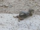 PICTURES/Harris Antelope Ground Squirrel/t_IMG_9530.JPG